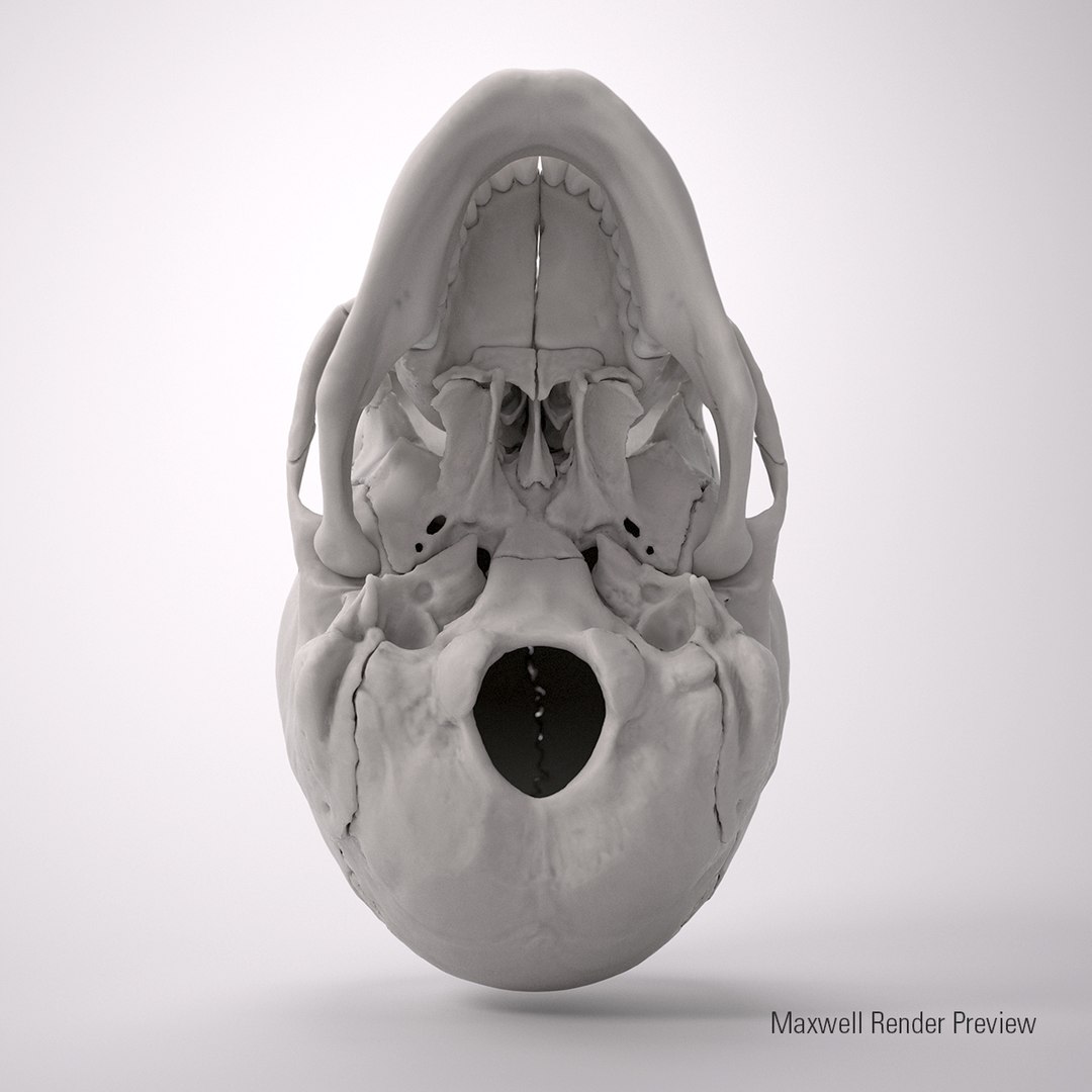 3d human skull https://p.turbosquid.com/ts-thumb/dW/fLk5d1/y3B72Vci/bottomview/jpg/1347907338/1920x1080/fit_q87/2e55cbbe6b85fd49e6d7984d26a48e7a94cf2e2b/bottomview.jpg