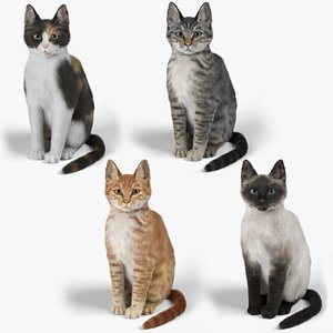 Cat Pack 3D model