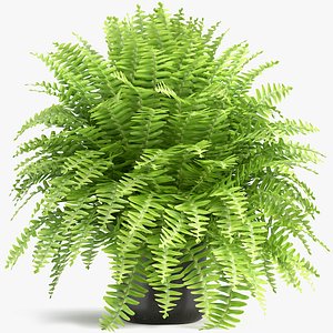 3D fern