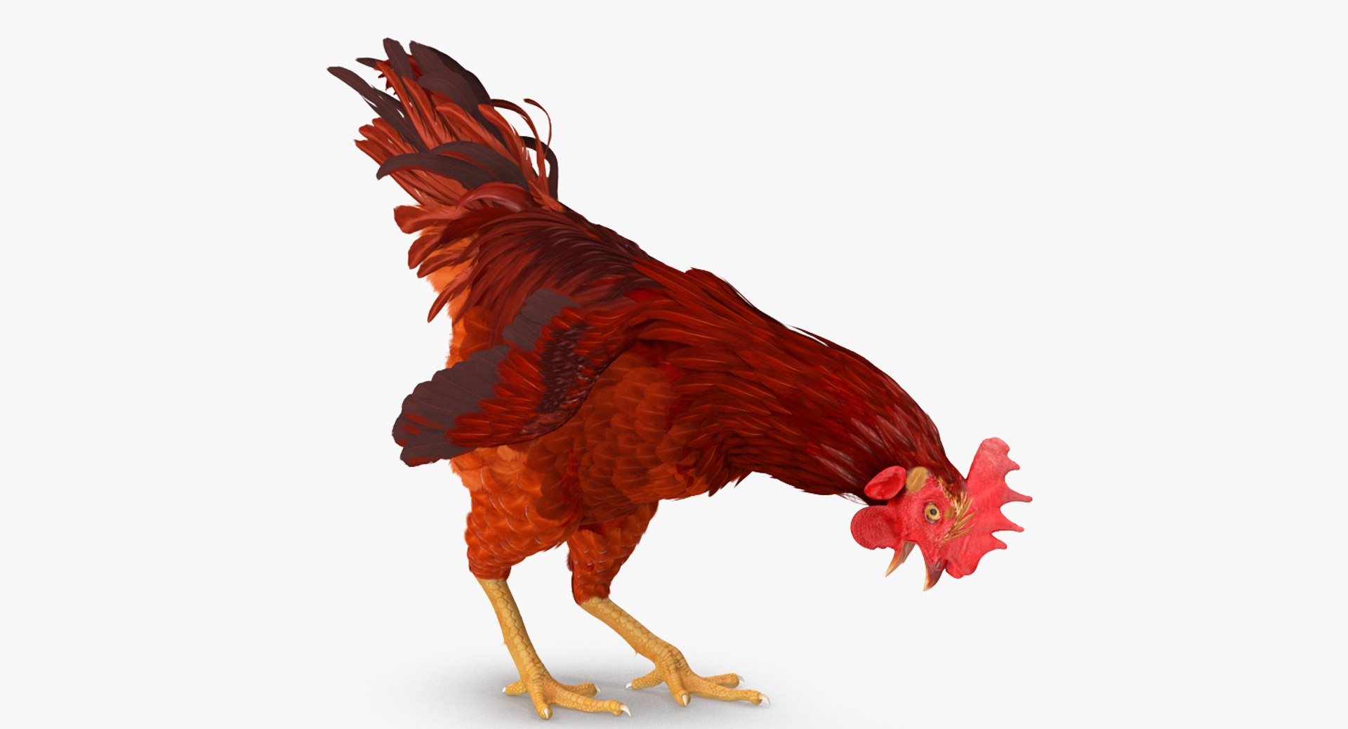 Brown Hen Rigged for Cinema 4D 3D model preview