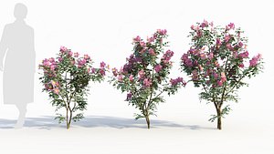 3D model Rosa virginiana d
