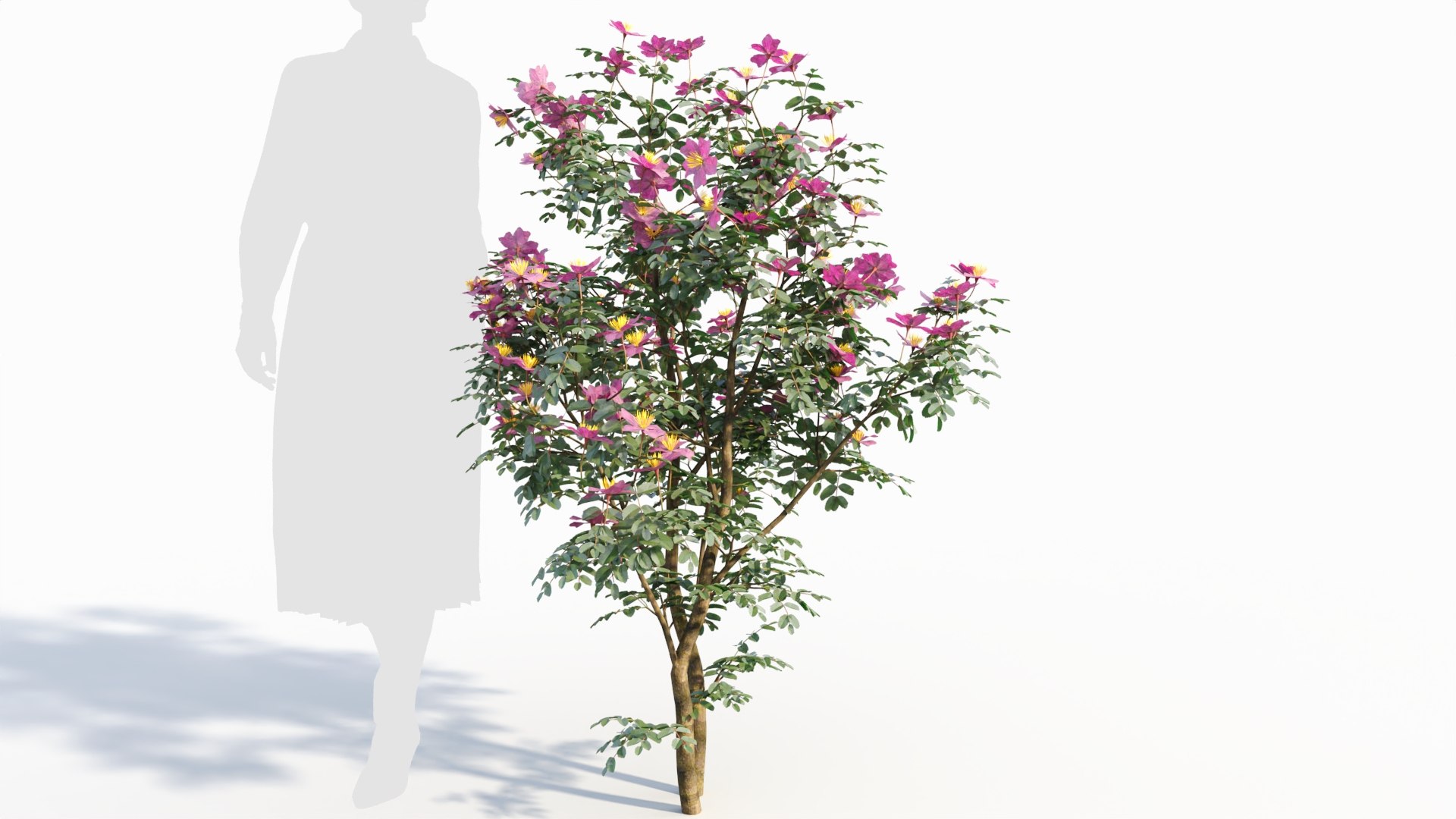 3D Model Rosa Virginiana D - TurboSquid 2202752
