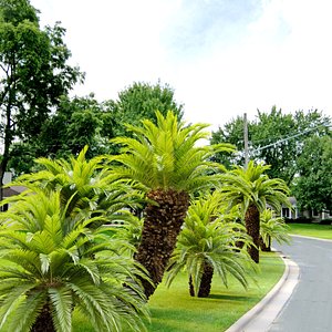 Sago palm