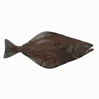 Halibut