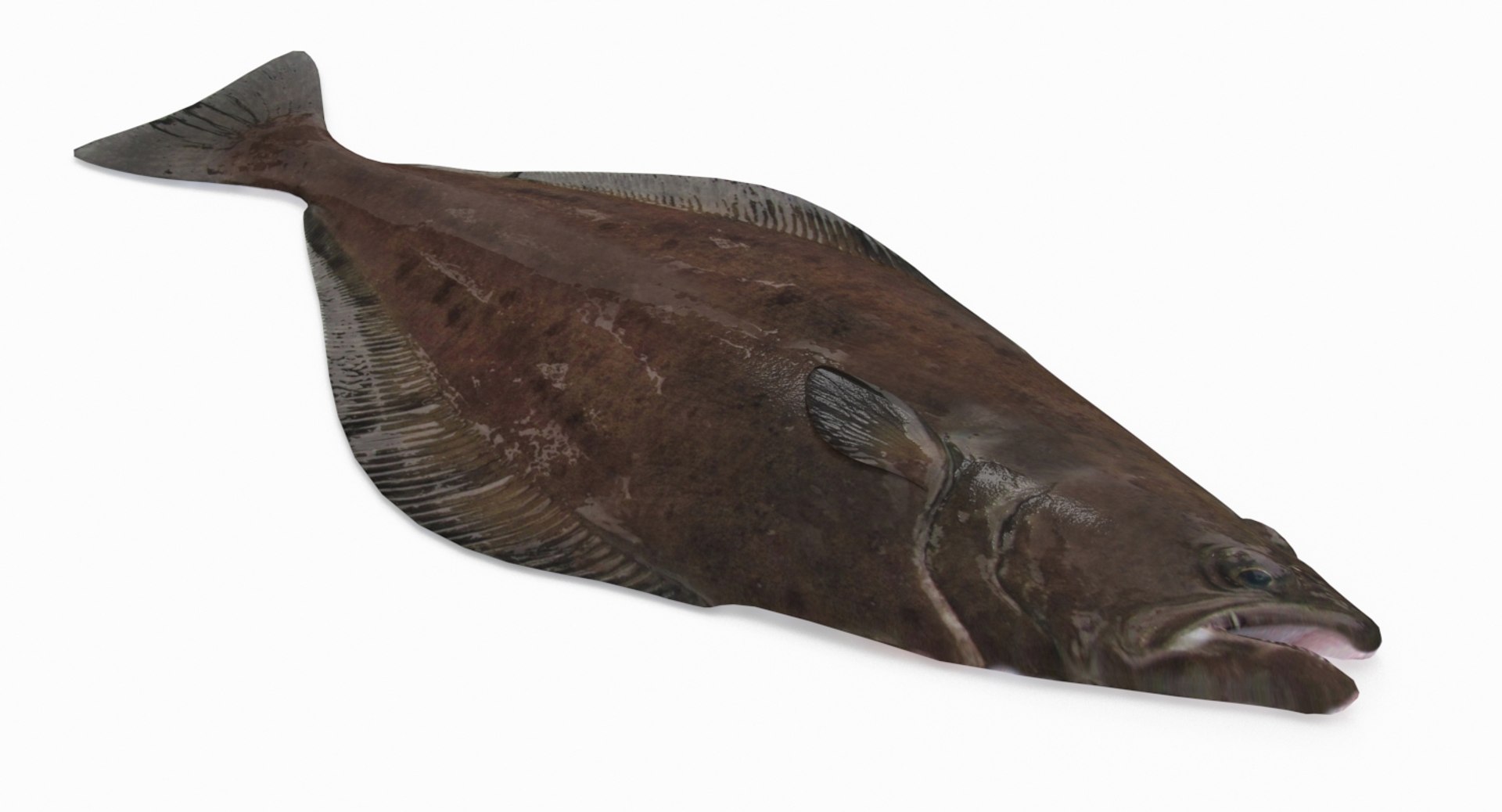 3D Halibut - TurboSquid 1202785