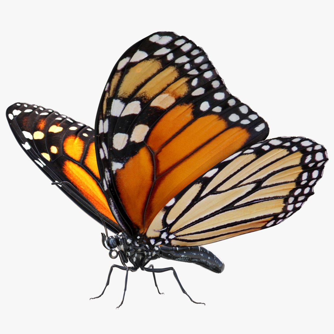 3D monarch butterfly rigged https://p.turbosquid.com/ts-thumb/dX/Cy0Hf0/XPM4oWz0/monarch_butterfly_rigged_mb0/jpg/1534266921/1920x1080/fit_q87/76a0603459e73cbf816720a5b4a9708e510c04e4/monarch_butterfly_rigged_mb0.jpg