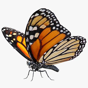 3D monarch butterfly rigged