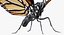 3D monarch butterfly rigged
