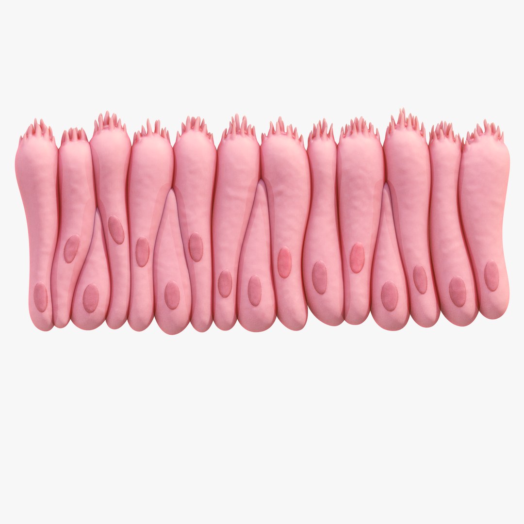 3D Epithelial Tissues - TurboSquid 2100516