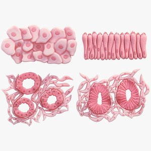 Epithelial Tissues