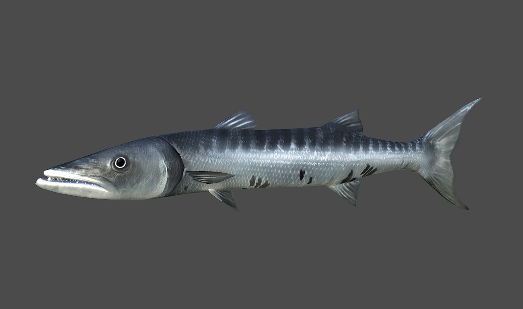3d model barracuda games https://p.turbosquid.com/ts-thumb/dX/JhQ1Zu/djVbl7a3/fish_barracuda_render_04/jpg/1470546486/1920x1080/fit_q87/f29ab59bc3c4e7c228d2c4f6bea8a5da6cd15aa2/fish_barracuda_render_04.jpg