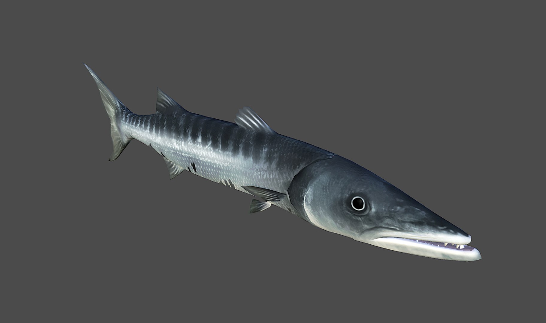 3d model barracuda games https://p.turbosquid.com/ts-thumb/dX/JhQ1Zu/tVXGVA1U/fish_barracuda_render_03/jpg/1470546486/1920x1080/fit_q87/7a92b2c8f6c0740f7e21e53fb9429f6aa617015d/fish_barracuda_render_03.jpg