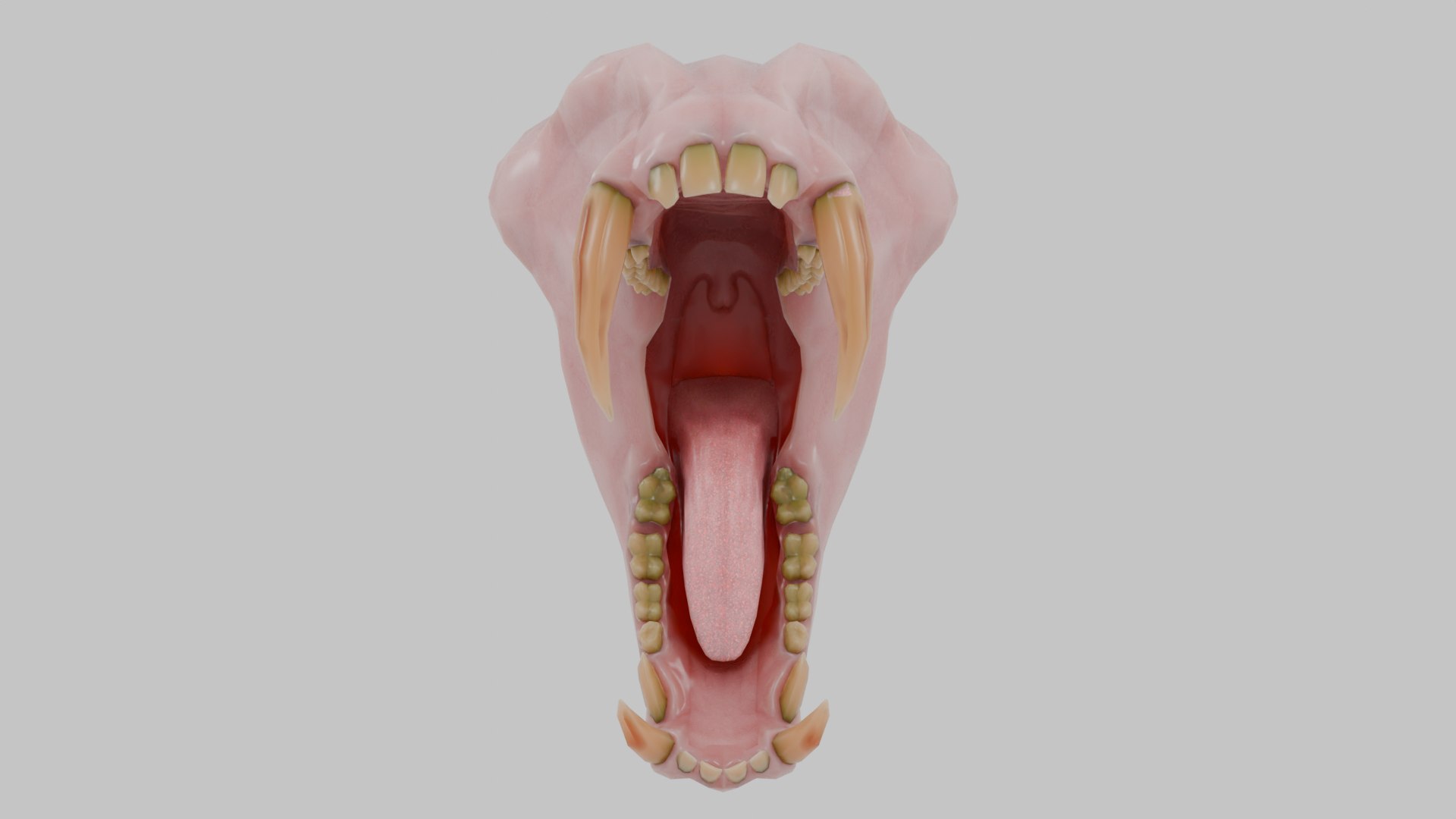 3D Model Creature Teeth Collection 01 | Macaque And Mandrill ...