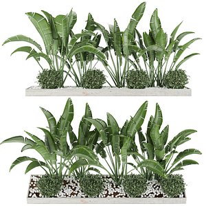 Collection plant vol 109 - tropical