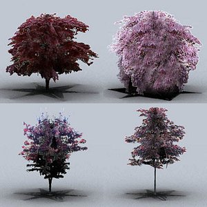 japanese maple trees max