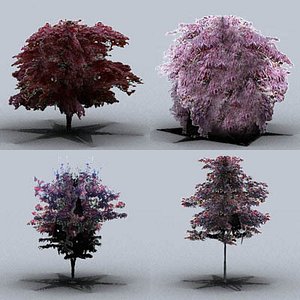 trees japanese maple