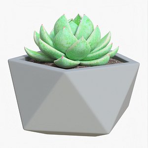 3D Succulent 02 h model