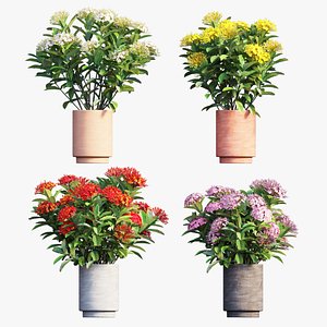 3D model Ixora plant in pot 05