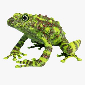 Vietnamese Mossy Frog - Animated