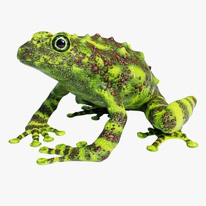 Vietnamese Mossy Frog - Animated