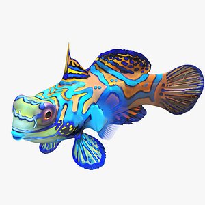 Mandarinfish Swimming Pose 3D Model