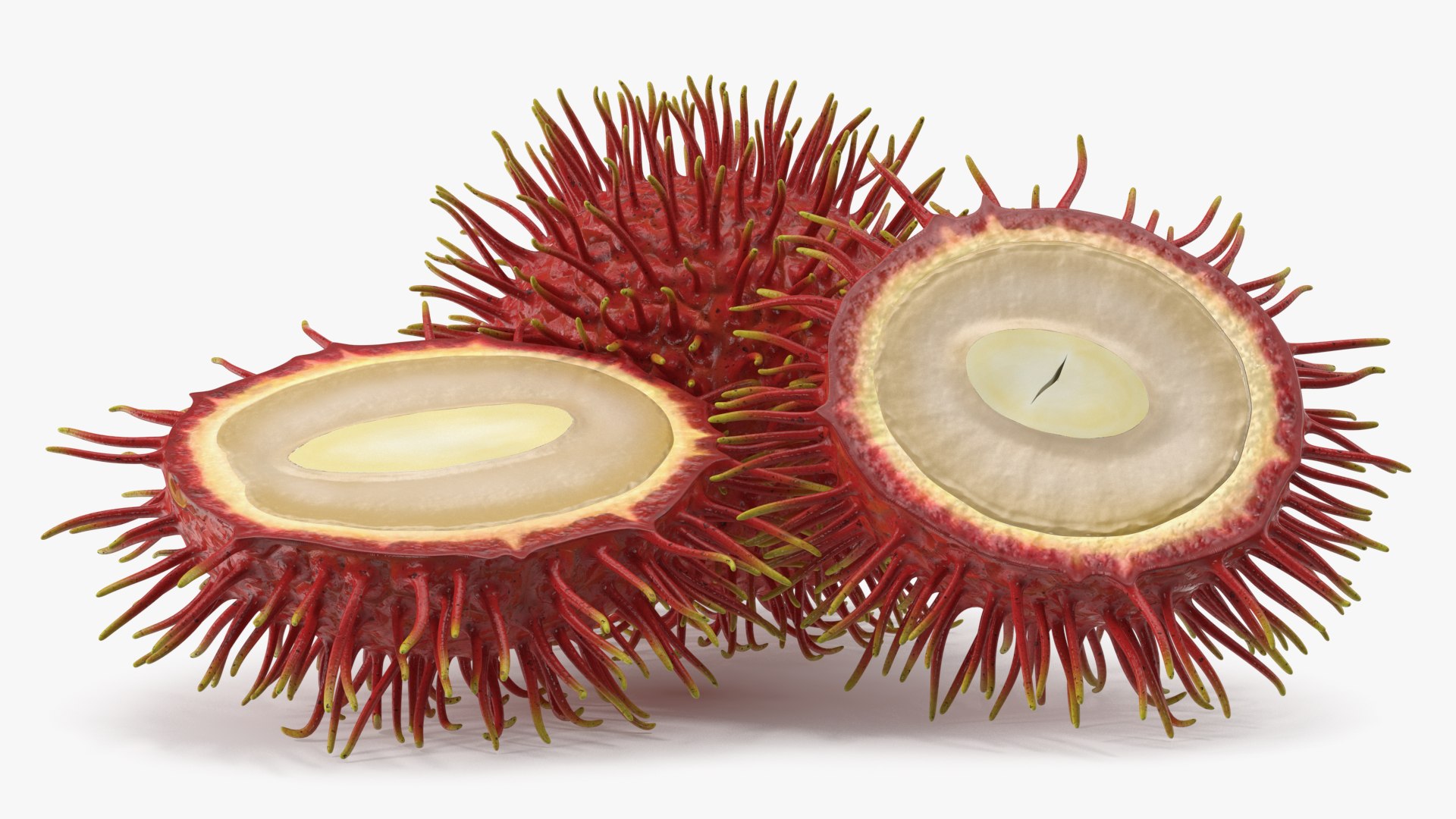 Tropical Fruit Rambutan 3D model https://p.turbosquid.com/ts-thumb/dX/ebyijw/5s/tropicalfruitrambutanc4dmodel005/jpg/1692776992/1920x1080/fit_q87/7c15a920c2fd44ec55db66fb275c267de7c87d0f/tropicalfruitrambutanc4dmodel005.jpg