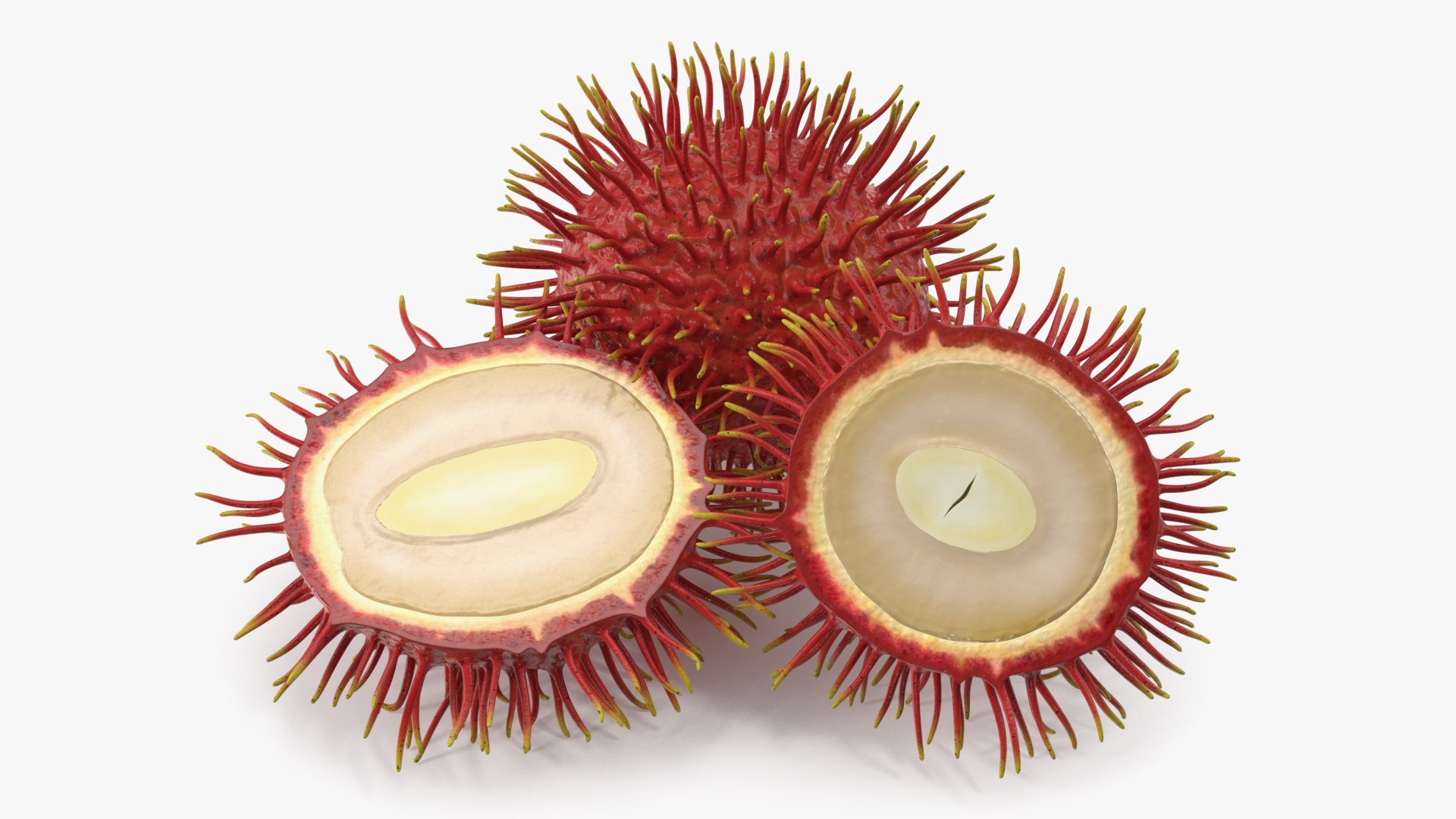 Tropical Fruit Rambutan 3D model https://p.turbosquid.com/ts-thumb/dX/ebyijw/66/tropicalfruitrambutanc4dmodel007/jpg/1692777001/1920x1080/fit_q87/28052dcae5fe00ecdda5c365a5e06e37b3846b1d/tropicalfruitrambutanc4dmodel007.jpg