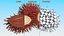 Tropical Fruit Rambutan