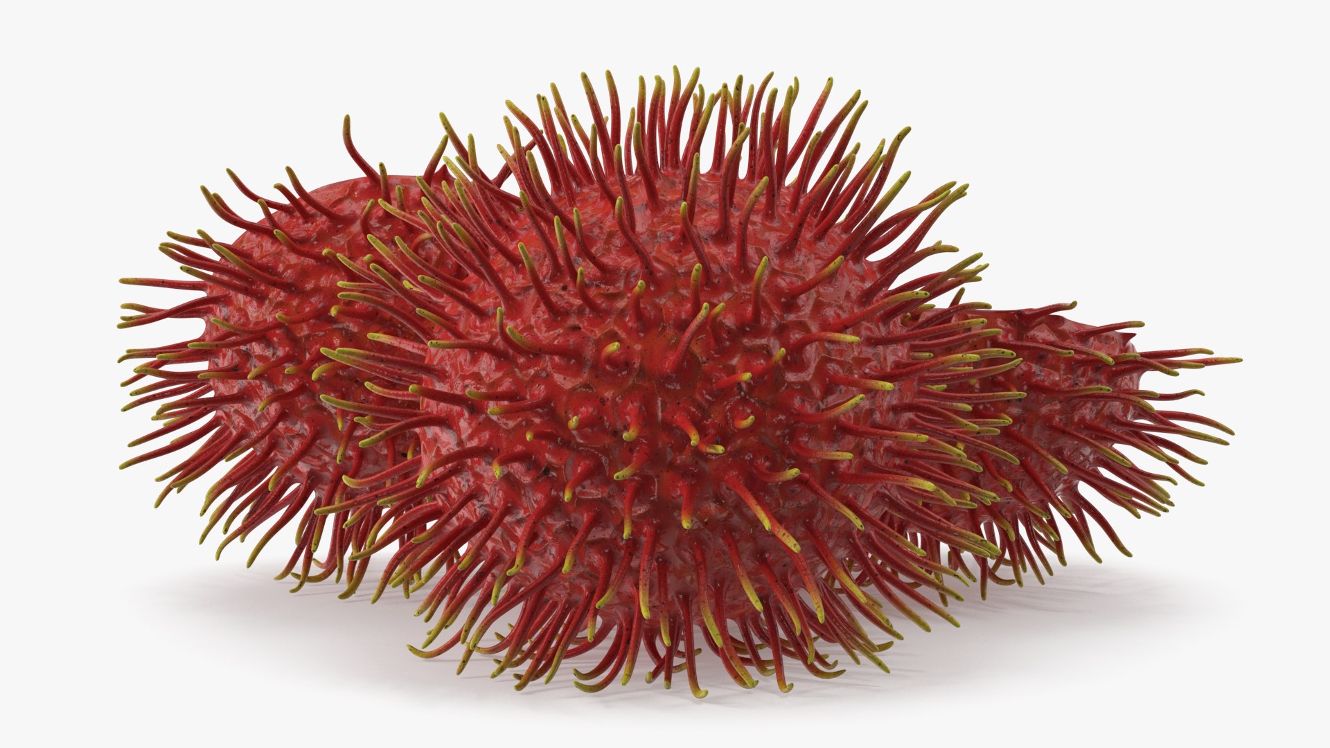 Tropical Fruit Rambutan 3D model https://p.turbosquid.com/ts-thumb/dX/ebyijw/P7/tropicalfruitrambutanc4dmodel006/jpg/1692776997/1920x1080/fit_q87/30da46eceac0e0204edfeee510c52dee3cb97f3d/tropicalfruitrambutanc4dmodel006.jpg
