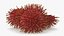 Tropical Fruit Rambutan