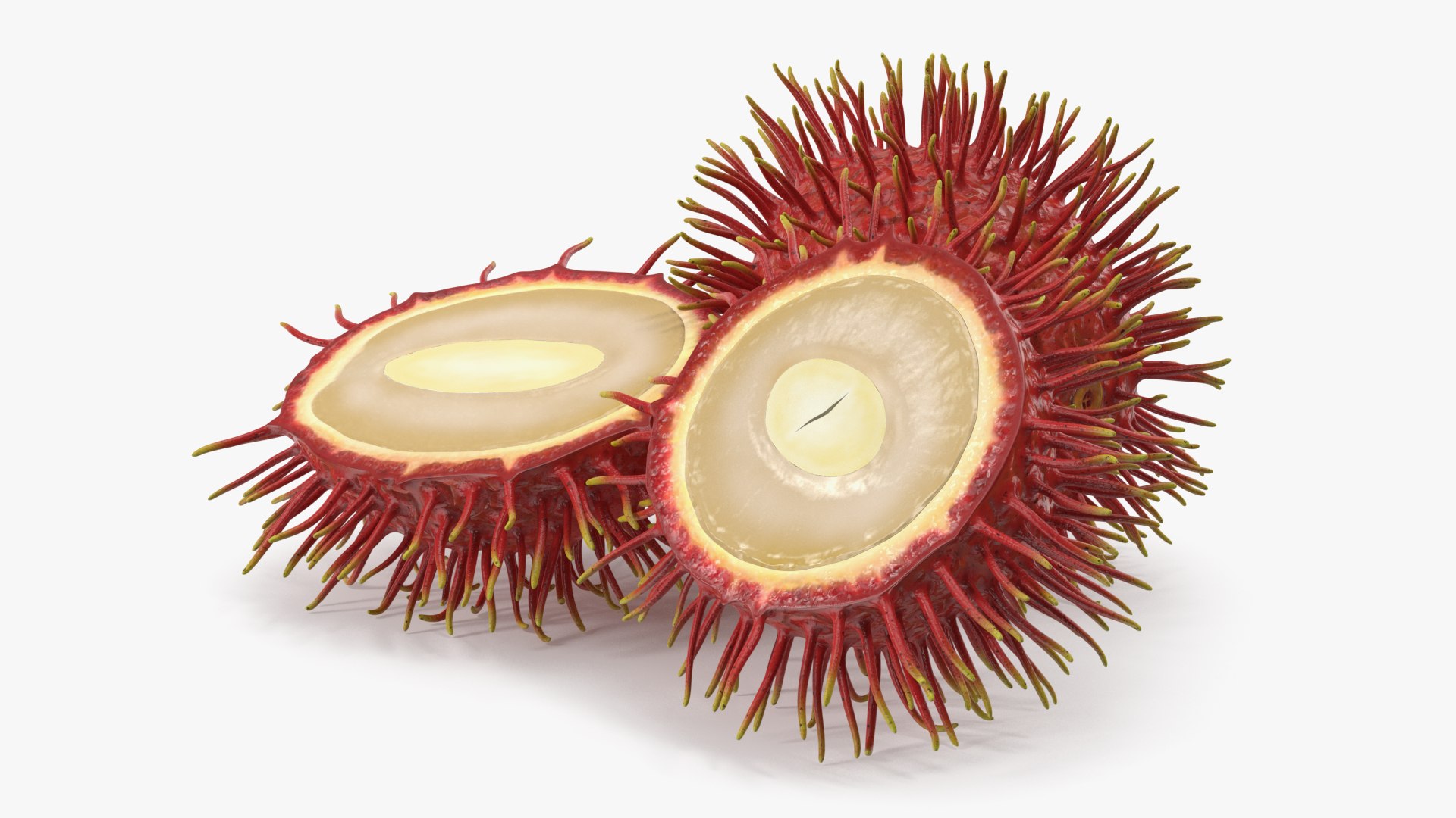 Tropical Fruit Rambutan 3D model preview