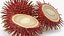 Tropical Fruit Rambutan