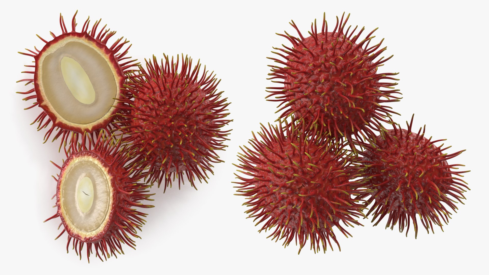 Tropical Fruit Rambutan 3D model https://p.turbosquid.com/ts-thumb/dX/ebyijw/hw/tropicalfruitrambutanc4dmodel010/jpg/1692777014/1920x1080/fit_q87/6bcd7b0322b0d5037214e3b6bc9e57b660ccea4a/tropicalfruitrambutanc4dmodel010.jpg