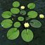 nymphaea water lily ma