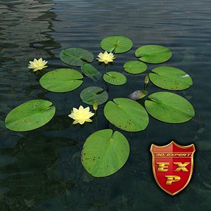 American white waterlily