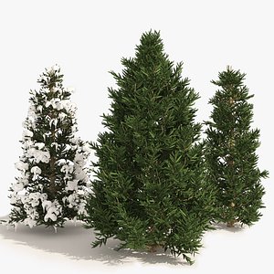 3 summer and winter Fraser Fir Christmas Trees 3D model