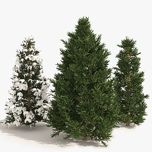 3 summer and winter Fraser Fir Christmas Trees