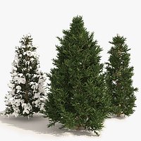 3 summer and winter Fraser Fir Christmas Trees