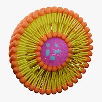 Liposome