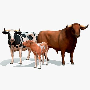 Cow Family