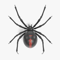 Black Widow Spider