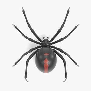 Black Widow Spider