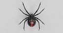Black Widow Spider