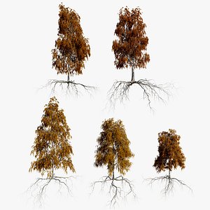birch autumn trees 3D model