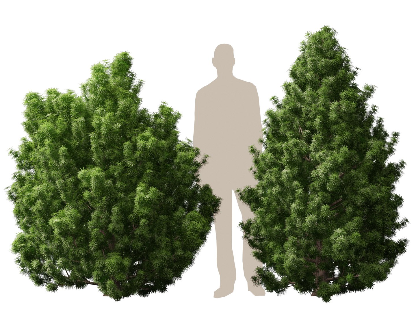 HighPoly LowPoly - Juniperus communis - Common Juniper 3D model https://p.turbosquid.com/ts-thumb/dY/Dcpa1J/0K/juniperuscommunis013/jpg/1747453087/1920x1080/fit_q87/6354cb02e939b0f93df731a1dda848d70c199f89/juniperuscommunis013.jpg