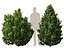 HighPoly LowPoly - Juniperus communis - Common Juniper