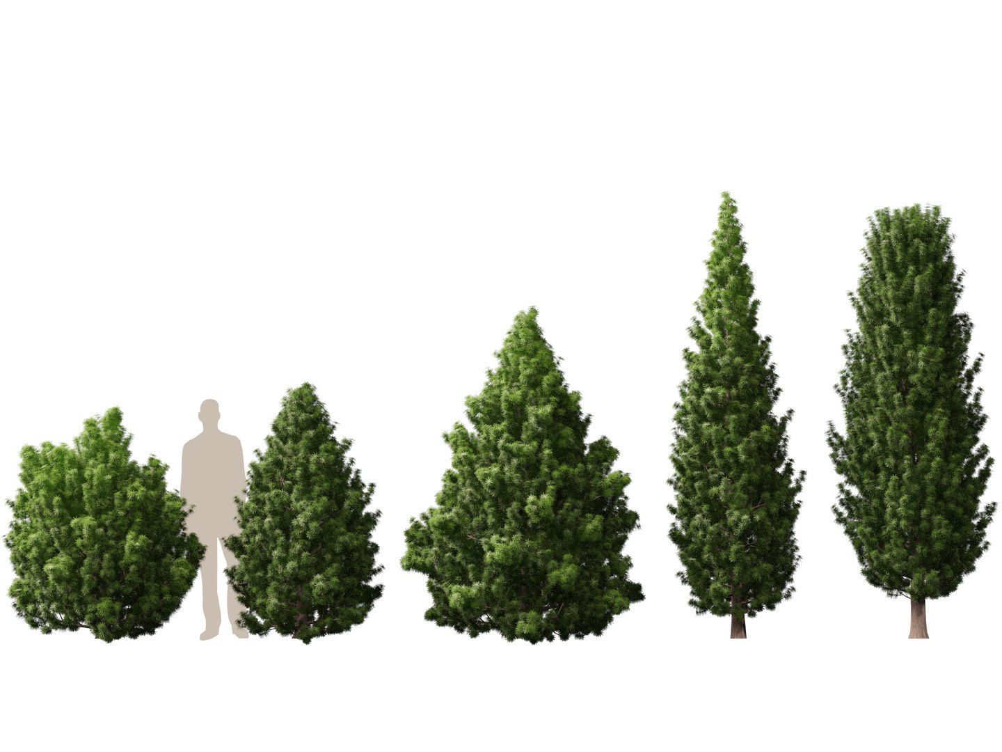 HighPoly LowPoly - Juniperus communis - Common Juniper 3D model https://p.turbosquid.com/ts-thumb/dY/Dcpa1J/42/juniperuscommunis011/jpg/1747453082/1920x1080/fit_q87/2effc9e2e2fccd8aec9f127b82c75f46e8589935/juniperuscommunis011.jpg