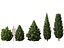 HighPoly LowPoly - Juniperus communis - Common Juniper