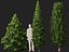 HighPoly LowPoly - Juniperus communis - Common Juniper