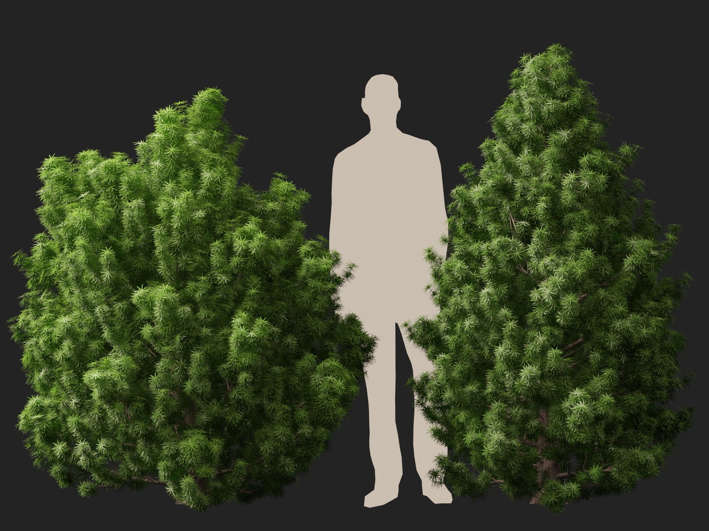 HighPoly LowPoly - Juniperus communis - Common Juniper 3D model https://p.turbosquid.com/ts-thumb/dY/Dcpa1J/F5/juniperuscommunis014/jpg/1747453088/1920x1080/fit_q87/f71048a5fcab991566724e9356edccb39f4ba31a/juniperuscommunis014.jpg